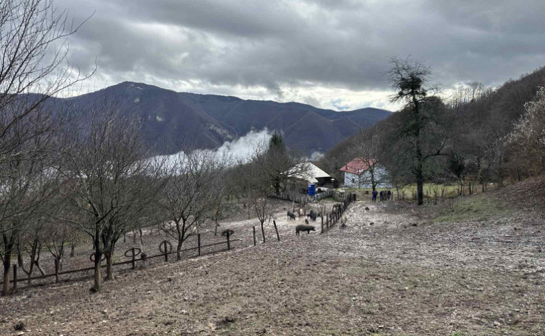 Mangulice Bora Vilotića – priča koja oživljava Kozarevinu